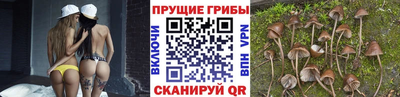 Псилоцибиновые грибы MAGIC MUSHROOMS  omg рабочий сайт  Татарск 