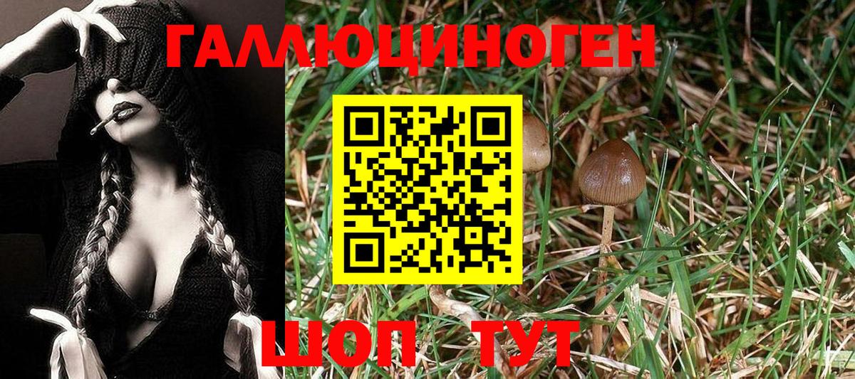 Татарск  где найти   Вход с VPN  Псилоцибиновые грибы GOLDEN TEACHER 